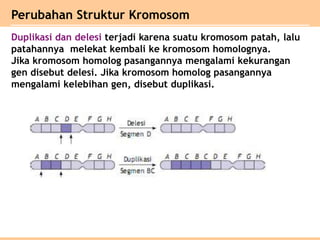 Duplikasi dan delesi terjadi karena suatu kromosom patah, lalu
patahannya melekat kembali ke kromosom homolognya.
Jika kromosom homolog pasangannya mengalami kekurangan
gen disebut delesi. Jika kromosom homolog pasangannya
mengalami kelebihan gen, disebut duplikasi.
Perubahan Struktur Kromosom
 