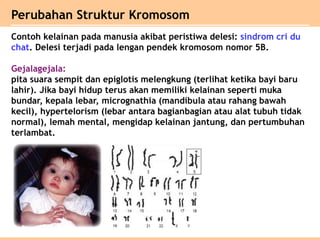 Contoh kelainan pada manusia akibat peristiwa delesi: sindrom cri du
chat. Delesi terjadi pada lengan pendek kromosom nomor 5B.
Gejalagejala:
pita suara sempit dan epiglotis melengkung (terlihat ketika bayi baru
lahir). Jika bayi hidup terus akan memiliki kelainan seperti muka
bundar, kepala lebar, micrognathia (mandibula atau rahang bawah
kecil), hypertelorism (lebar antara bagianbagian atau alat tubuh tidak
normal), lemah mental, mengidap kelainan jantung, dan pertumbuhan
terlambat.
Perubahan Struktur Kromosom
 
