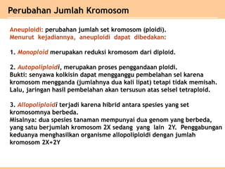 Perubahan Jumlah Kromosom
Aneuploidi: perubahan jumlah set kromosom (ploidi).
Menurut kejadiannya, aneuploidi dapat dibedakan:
1. Monoploid merupakan reduksi kromosom dari diploid.
2. Autopoliploidi, merupakan proses penggandaan ploidi.
Bukti: senyawa kolkisin dapat mengganggu pembelahan sel karena
kromosom mengganda (jumlahnya dua kali lipat) tetapi tidak memisah.
Lalu, jaringan hasil pembelahan akan tersusun atas selsel tetraploid.
3. Allopoliploidi terjadi karena hibrid antara spesies yang set
kromosomnya berbeda.
Misalnya: dua spesies tanaman mempunyai dua genom yang berbeda,
yang satu berjumlah kromosom 2X sedang yang lain 2Y. Penggabungan
keduanya menghasilkan organisme allopoliploidi dengan jumlah
kromosom 2X+2Y
 