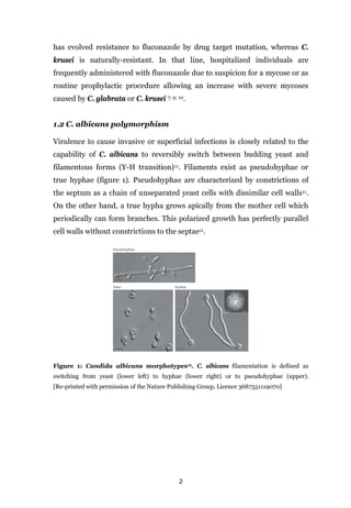 2
has evolved resistance to fluconazole by drug target mutation, whereas C.
krusei is naturally-resistant. In that line, hospitalized individuals are
frequently administered with fluconazole due to suspicion for a mycose or as
routine prophylactic procedure allowing an increase with severe mycoses
caused by C. glabrata or C. krusei 7; 9; 10.
1.2 C. albicans polymorphism
Virulence to cause invasive or superficial infections is closely related to the
capability of C. albicans to reversibly switch between budding yeast and
filamentous forms (Y-H transition)11. Filaments exist as pseudohyphae or
true hyphae (figure 1). Pseudohyphae are characterized by constrictions of
the septum as a chain of unseparated yeast cells with dissimilar cell walls11.
On the other hand, a true hypha grows apically from the mother cell which
periodically can form branches. This polarized growth has perfectly parallel
cell walls without constrictions to the septae11.
Figure 1: Candida albicans morphotypes12. C. albicans filamentation is defined as
switching from yeast (lower left) to hyphae (lower right) or to pseudohyphae (upper).
[Re-printed with permission of the Nature Publishing Group, Licence 3687551119070]
 
