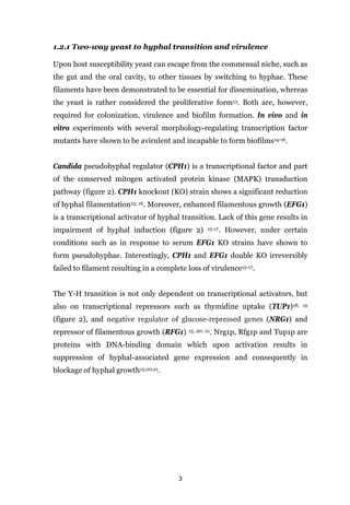 3
1.2.1 Two-way yeast to hyphal transition and virulence
Upon host susceptibility yeast can escape from the commensal niche, such as
the gut and the oral cavity, to other tissues by switching to hyphae. These
filaments have been demonstrated to be essential for dissemination, whereas
the yeast is rather considered the proliferative form13. Both are, however,
required for colonization, virulence and biofilm formation. In vivo and in
vitro experiments with several morphology-regulating transcription factor
mutants have shown to be avirulent and incapable to form biofilms14-16.
Candida pseudohyphal regulator (CPH1) is a transcriptional factor and part
of the conserved mitogen activated protein kinase (MAPK) transduction
pathway (figure 2). CPH1 knockout (KO) strain shows a significant reduction
of hyphal filamentation15; 16. Moreover, enhanced filamentous growth (EFG1)
is a transcriptional activator of hyphal transition. Lack of this gene results in
impairment of hyphal induction (figure 2) 15-17. However, under certain
conditions such as in response to serum EFG1 KO strains have shown to
form pseudohyphae. Interestingly, CPH1 and EFG1 double KO irreversibly
failed to filament resulting in a complete loss of virulence15-17.
The Y-H transition is not only dependent on transcriptional activators, but
also on transcriptional repressors such as thymidine uptake (TUP1)18; 19
(figure 2), and negative regulator of glucose-repressed genes (NRG1) and
repressor of filamentous growth (RFG1) 15; 20; 21. Nrg1p, Rfg1p and Tup1p are
proteins with DNA-binding domain which upon activation results in
suppression of hyphal-associated gene expression and consequently in
blockage of hyphal growth15;20;21.
 