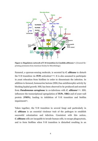 4
Figure 2: Regulatory network of Y-H transition in Candida albicans 15. [Granted Re-
printing permission from American Society for Microbiology]
Farnesol, a quorum-sensing molecule, is secreted by C. albicans to disturb
the Y-H transition via TUP1 activation22-24. It is also assumed to participate
in yeast relocation from biofilms in order to disseminate the infection. In
addition to farnesol, homoserine lactone (HSL) has antidimorphic activity by
blocking hyphal growth. HSL has been observed to be produced and secreted
from Pseudomonas aeruginosa in co-infections with C. albicans22-24. HSL
influences the transcriptional upregulation of TUP1, NRG1 and of yeast wall
protein (YWP1), leading to inhibition of Y-H transition and biofilm
impairment23.
Taken together, the Y-H transition in several fungi and particularly in
C. albicans is an essential virulence trait of the pathogen to establish
successful colonization and infection. Consistent with this notion,
C. albicans cells are incapable to invade human cells, to escape phagocytosis,
and to form biofilms when Y-H transition is disturbed resulting in an
 