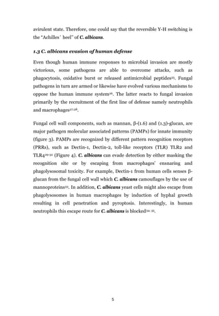 5
avirulent state. Therefore, one could say that the reversible Y-H switching is
the “Achilles´ heel’’ of C. albicans.
1.3 C. albicans evasion of human defense
Even though human immune responses to microbial invasion are mostly
victorious, some pathogens are able to overcome attacks, such as
phagocytosis, oxidative burst or released antimicrobial peptides25. Fungal
pathogens in turn are armed or likewise have evolved various mechanisms to
oppose the human immune system26. The latter reacts to fungal invasion
primarily by the recruitment of the first line of defense namely neutrophils
and macrophages27;28.
Fungal cell wall components, such as mannan, β-(1.6) and (1.3)-glucan, are
major pathogen molecular associated patterns (PAMPs) for innate immunity
(figure 3). PAMPs are recognized by different pattern recognition receptors
(PRRs), such as Dectin-1, Dectin-2, toll-like receptors (TLR) TLR2 and
TLR429-32 (Figure 4). C. albicans can evade detection by either masking the
recognition site or by escaping from macrophages’ ensnaring and
phagolysosomal toxicity. For example, Dectin-1 from human cells senses β-
glucan from the fungal cell wall which C. albicans camouflages by the use of
mannoproteins33. In addition, C. albicans yeast cells might also escape from
phagolysosomes in human macrophages by induction of hyphal growth
resulting in cell penetration and pyroptosis. Interestingly, in human
neutrophils this escape route for C. albicans is blocked34; 35.
 