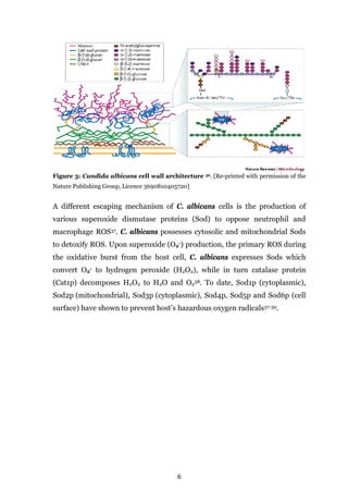 6
Figure 3: Candida albicans cell wall architecture 36. [Re-printed with permission of the
Nature Publishing Group, Licence 3690810405720]
A different escaping mechanism of C. albicans cells is the production of
various superoxide dismutase proteins (Sod) to oppose neutrophil and
macrophage ROS37. C. albicans possesses cytosolic and mitochondrial Sods
to detoxify ROS. Upon superoxide (O2
-) production, the primary ROS during
the oxidative burst from the host cell, C. albicans expresses Sods which
convert O2
- to hydrogen peroxide (H2O2), while in turn catalase protein
(Cat1p) decomposes H2O2 to H2O and O2
38. To date, Sod1p (cytoplasmic),
Sod2p (mitochondrial), Sod3p (cytoplasmic), Sod4p, Sod5p and Sod6p (cell
surface) have shown to prevent host’s hazardous oxygen radicals37-39.
 