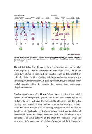 7
Figure 4: Candida albicans cellular components recognized by human immune
system36. [Re-printed with permission of the Nature Publishing Group, Licence
3690810405720]
The fact that Sods 4-6 are located on the cell surface indicates that they play
a role in protection against host-originated ROS stress. Indeed, Sod4p and
Sod5p have shown to counteract the oxidative burst as demonstrated by
reduced cellular viability of SOD4 and SOD5 double-KO mutants when
interacting with macrophages37. In good agreement, Sod5p is induced under
hyphal growth, which is essential for escape from macrophage
phagolysosomes38; 40.
Another example of a C. albicans defense strategy is the characteristic
evasion of the complement system. The human complement system is
mediated by three pathways, the classical, the alternative, and the lectin
pathway. The classical pathway initiates via an antibody-antigen complex,
while, the alternative pathway is antibody-independent and induced by
PAMPs on microbial surfaces41. The lectin pathway is activated via binding of
host-derived lectin to fungal mannose- and mannan-related PAMP
molecules. The lectin pathway, as the other two pathways, drives the
generation of C3 convertase to hydrolyse C3 to C3a and the C3b opsonin.
 