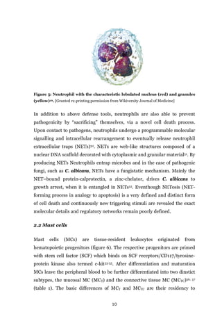 10
Figure 5: Neutrophil with the characteristic lobulated nucleus (red) and granules
(yellow)49. [Granted re-printing permission from Wikiversity Journal of Medicine]
In addition to above defense tools, neutrophils are also able to prevent
pathogenicity by “sacrificing” themselves, via a novel cell death process.
Upon contact to pathogens, neutrophils undergo a programmable molecular
signalling and intracellular rearrangement to eventually release neutrophil
extracellular traps (NETs)50. NETs are web-like structures composed of a
nuclear DNA scaffold decorated with cytoplasmic and granular material51. By
producing NETs Neutrophils entrap microbes and in the case of pathogenic
fungi, such as C. albicans, NETs have a fungistatic mechanism. Mainly the
NET–bound protein-calprotectin, a zinc-chelator, drives C. albicans to
growth arrest, when it is entangled in NETs52. Eventhough NETosis (NET-
forming process in analogy to apoptosis) is a very defined and distinct form
of cell death and continuously new triggering stimuli are revealed the exact
molecular details and regulatory networks remain poorly defined.
2.2 Mast cells
Mast cells (MCs) are tissue-resident leukocytes originated from
hematopoietic progenitors (figure 6). The respective progenitors are primed
with stem cell factor (SCF) which binds on SCF receptors/CD117/tyrosine-
protein kinase also termed c-kit53-55. After differentiation and maturation
MCs leave the peripheral blood to be further differentiated into two dinstict
subtypes, the mucosal MC (MCT) and the connective tissue MC (MCTC)56; 57
(table 1). The basic differences of MCT and MCTC are their residency to
 