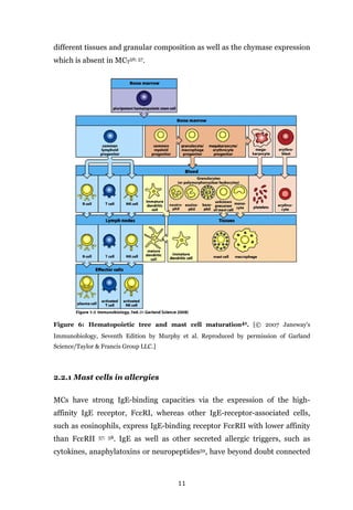 11
different tissues and granular composition as well as the chymase expression
which is absent in MCT
56; 57.
Figure 6: Hematopoietic tree and mast cell maturation41. [© 2007 Janeway's
Immunobiology, Seventh Edition by Murphy et al. Reproduced by permission of Garland
Science/Taylor & Francis Group LLC.]
2.2.1 Mast cells in allergies
MCs have strong IgE-binding capacities via the expression of the high-
affinity IgE receptor, FcεRI, whereas other IgE-receptor-associated cells,
such as eosinophils, express IgE-binding receptor FcεRII with lower affinity
than FcεRII 57; 58. IgE as well as other secreted allergic triggers, such as
cytokines, anaphylatoxins or neuropeptides59, have beyond doubt connected
 