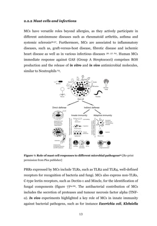 13
2.2.2 Mast cells and infections
MCs have versatile roles beyond allergies, as they actively participate in
different autoimmune diseases such as rheumatoid arthritis, asthma and
systemic sclerosis56;57. Furthermore, MCs are associated to inflammatory
diseases, such as, graft-versus-host disease, fibrotic disease and ischemic
heart disease as well as in various infectious diseases 56; 57; 62. Human MCs
immediate response against GAS (Group A Streptococci) comprises ROS
production and the release of in vitro and in vivo antimicrobial molecules,
similar to Neutrophils 63.
Figure 7: Role of mast cell responses to different microbial pathogens62.[Re-print
permission from Plos publisher]
PRRs expressed by MCs include TLRs, such as TLR2 and TLR4, well-defined
receptors for recognition of bacteria and fungi. MCs also express non-TLRs,
C-type lectin receptors, such as Dectin-1 and Mincle, for the identification of
fungal components (figure 7)64-66. The antibacterial contribution of MCs
includes the secretion of proteases and tumour necrosis factor alpha (TNF-
α). In vivo experiments highlighted a key role of MCs in innate immunity
against bacterial pathogens, such as for instance Escerichia coli, Klebsiella
 