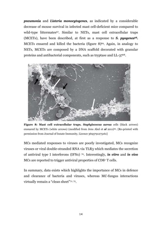 14
pneumonia and Listeria monocytogenes, as indicated by a considerable
decrease of mouse survival in infected mast cell-deficient mice compared to
wild-type littermates67. Similar to NETs, mast cell extracellular traps
(MCETs), have been described, at first as a response to S. pyogenes68.
MCETs ensared and killed the bacteria (figure 8)69. Again, in analogy to
NETs, MCETs are composed by a DNA scaffold decorated with granular
proteins and antibacterial components, such as tryptase and LL-3768.
Figure 8: Mast cell extracellular traps. Staphylococcus aureus cells (black arrows)
ensnared by MCETs (white arrows) (modified from Jens Abel et al 2011)69. [Re-printed with
permission from Journal of Innate Immunity, Licence 3693791275161]
MCs mediated responses to viruses are poorly investigated, MCs recognize
viruses or viral double-stranded RNA via TLR3 which mediates the secretion
of antiviral type I interferons (IFNs) 70. Interestingly, in vitro and in vivo
MCs are reported to trigger antiviral properties of CD8+ T cells.
In summary, data exists which highlights the importance of MCs in defence
and clearance of bacteria and viruses, whereas MC-fungus interactions
virtually remain a “clean sheet”71; 72.
 