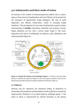 15
3.0 Antimycotics and their mode of action
An increase in the number of immunosuppressed patients due to cancer,
organ or bone-marrow transplantation and cystic fibrosis set the ground for
the emergence of opportunistic fungal pathogens. The lack of rapid
diagnostics and efficient antimycotics, results in emerging fungal
infections73. The development of a new class of antimycotics requires a better
understanding of Candida colonization, infectivity and virulence. Current
fungal antibiotics are few with a narrow target range31;32. The most-
frequently used classes of antifungals are polyenes, azole, allylamines and
echinonocandins (figure 9).
Figure 9: Fungal cell anatomy and antifungal targets74; 75. Polyenes and azoles affect
directly or indirectly the ergosterol integrity as well as the β-glucan synthesis of the cell wall.
Other drugs target DNA and protein synthesis.[Adapted from Shankar et al 2013]
3.1 Polyenes
Polyenes aim for ergosterol, the functional analog of cholesterol in
mammalian cell membranes and biosynthesis of this molecule is essential for
fungal growth. Therefore, it is an ideal target for antifungal agents 74. The
mode of action is characterized by channel formation in the plasma
 