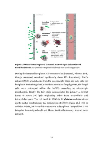 29
Figure 14: Orchestrated responses of human mast cell upon encounter with
Candida albicans. [Re-produced with permission from Nature publishing group109]
During the intermediate phase MIF concentration increased, whereas IL-8,
though decreased, remained significantly above UC. Importantly, hMCs
release MCETs which begins from the intermediate phase and lasts until the
late phase. Even though hMCs could not terminate fungal growth, the fungal
cells were entrapped within the MCETs according to microscopic
investigation. Finally, the late phase demonstrates the potency of hyphal
forms to cause MC lysis originating either from extracellular and
intracellular space. The cell death in hMCs is C. albicans-mediated either
due to hyphal penetration or due to induction of MCETs (figure 15 A + C). In
addition to MIF, MCP-1 and IL-8 secretion, at late phase, the cytokines IL-16
(adaptive immunity-related) and IL-1rα (anti-inflammatory protein) were
released.
 