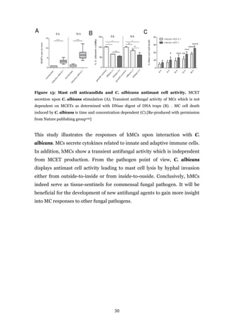 30
Figure 15: Mast cell anticandida and C. albicans antimast cell activity. MCET
secretion upon C. albicans stimulation (A). Transient antifungal activity of MCs which is not
dependent on MCETs as determined with DNase digest of DNA traps (B). . MC cell death
induced by C. albicans is time and concentration dependent (C).[Re-produced with permission
from Nature publishing group109]
This study illustrates the responses of hMCs upon interaction with C.
albicans. MCs secrete cytokines related to innate and adaptive immune cells.
In addition, hMCs show a transient antifungal activity which is independent
from MCET production. From the pathogen point of view, C. albicans
displays antimast cell activity leading to mast cell lysis by hyphal invasion
either from outside-to-inside or from inside-to-ouside. Conclusively, hMCs
indeed serve as tissue-sentinels for commensal fungal pathogen. It will be
beneficial for the development of new antifungal agents to gain more insight
into MC responses to other fungal pathogens.
 