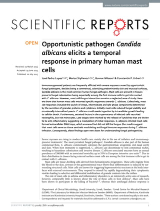 1Scientific Reports | 5:12287 | DOI: 10.1038/srep12287
www.nature.com/scientificreports
Opportunistic pathogen Candida
albicans elicits a temporal
response in primary human mast
cells
José Pedro Lopes1,2,3,*
, Marios Stylianou1,2,3,*
, Gunnar Nilsson4
& Constantin F. Urban1,2,3
Immunosuppressed patients are frequently afflicted with severe mycoses caused by opportunistic
fungal pathogens. Besides being a commensal, colonizing predominantly skin and mucosal surfaces,
Candida albicans is the most common human fungal pathogen. Mast cells are present in tissues
prone to fungal colonization being expectedly among the first immune cells to get into contact
with C. albicans. However, mast cell-fungus interaction remains a neglected area of study. Here
we show that human mast cells mounted specific responses towards C. albicans. Collectively, mast
cell responses included the launch of initial, intermediate and late phase components determined
by the secretion of granular proteins and cytokines. Initially mast cells reduced fungal viability and
occasionally internalized yeasts. C. albicans could evade ingestion by intracellular growth leading
to cellular death. Furthermore, secreted factors in the supernatants of infected cells recruited
neutrophils, but not monocytes. Late stages were marked by the release of cytokines that are known
to be anti-inflammatory suggesting a modulation of initial responses. C. albicans-infected mast cells
formed extracellular DNA traps, which ensnared but did not kill the fungus. Our results suggest
that mast cells serve as tissue sentinels modulating antifungal immune responses during C. albicans
infection. Consequently, these findings open new doors for understanding fungal pathogenicity.
Severe mycoses are rising in modern health care, mainly due to the use of catheters and immunosup-
pressive treatments1
. The most prevalent fungal pathogen2
, Candida albicans is also part of the human
commensal flora. C. albicans commensally colonizes the gastrointestinal, urogenital, oral-nasal cavity
and skin. When host immunity is suppressed, C. albicans can disseminate to non-commensal niches,
resulting in hazardous colonization and invasive disease. C.albicans-associated mycoses have an annual
prevalence of 300 000 with an associated mortality up to 55% in European intensive care units3,4
. Due to
their distribution in tissues facing external surfaces mast cells are among the first immune cells to get in
contact with C. albicans.
Mast cells are tissue-dwelling cells derived from hematopoietic progenitors. These cells migrate from
the blood to the skin, airways or the gastrointestinal tract where final differentiation is induced by sur-
rounding structural cells. Mast cells are known for triggering hypersensitivity reactions at the body inter-
faces with external environments. They respond to stimuli by rapidly degranulating their cytoplasmic
vesicles leading to selective and differential mobilization of granule contents into the milieu.
The role of mast cells in asthma and inflammatory disorders is an intensively active area of research,
however, comparably little is known about the role of these cells in host defence5
. Mast cells have
been shown to participate in the killing of bacteria6–8
, whereas their antifungal defence response is
1
Department of Clinical Microbiology, Umeå University, Umeå, Sweden. 2
Umeå Centre for Microbial Research
(UCMR). 3
The Laboratory for Molecular Infection Medicine Sweden (MIMS). 4
Department of Medicine, Karolinska
Institutet and Karolinska University Hospital, Stockholm, Sweden. *
These authors contributed equally to this work.
Correspondence and requests for materials should be addressed to C.F.U. (email: constantin.urban@umu.se)
received: 02 March 2015
accepted: 19 June 2015
Published: 20 July 2015
OPEN
 
