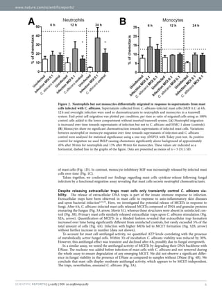 www.nature.com/scientificreports/
4Scientific Reports | 5:12287 | DOI: 10.1038/srep12287
of mast cells (Fig. 1D). In contrast, monocyte-inhibitory MIF was increasingly released by infected mast
cells over time (Fig. 1C).
Taken together, we confirmed our findings regarding mast cells cytokine-release following fungal
infection by a functional migration assay revealing that mast cells secrete neutrophil chemoattractants.
Despite releasing extracellular traps mast cells only transiently control C. albicans via-
bility.  The release of extracellular DNA traps is part of the innate immune response to infection.
Extracellular traps have been observed in mast cells in response to auto-inflammatory skin diseases
and upon bacterial infection6,14,33
. Here, we investigated the potential release of MCETs in response to
fungi. After 6 h, C. albicans-infected mast cells released MCETs composed of DNA and granular proteins
ensnaring the fungus (Fig. 3A arrow, Movie S1), whereas these structures were absent in uninfected con-
trol (Fig. 3B). Primary mast cells similarly released extracellular traps upon C. albicans stimulation (Fig.
S2A, arrow). Quantification of MCETs in a blinded fashion revealed that extracellular trap formation
increased over time being significantly different from uninfected controls, but rarely exceeded 5% of the
total amount of cells (Fig. 4A). Infection with higher MOIs led to MCET formation (Fig. S2B, arrow)
without further increase in number (data not shown).
To account for mast cell antifungal activity, we quantified ATP levels correlating with the presence
of metabolically active fungal cells. Within 3 h of incubation C. albicans viability was reduced by 30%.
However, this antifungal effect was transient and declined after 6 h, possibly due to fungal overgrowth.
In a similar assay, we tested the antifungal activity of MCETs by degrading their DNA backbone with
DNase. The nuclease was added before infection of mast cells with C. albicans and not removed during
the whole assay to ensure degradation of any emerging MCET. We did not observe a significant differ-
ence in fungal viability in the presence of DNase as compared to samples without DNase (Fig. 4B). We
conclude that mast cells display moderate antifungal activity, which appears to be MCET-independent.
The traps, nevertheless, ensnared C. albicans (Fig. 3A).
Figure 2.  Neutrophils but not monocytes differentially migrated in response to supernatants from mast
cells infected with C. albicans. Supernatants collected from C. albicans-infected mast cells (MOI 0.1) at 6 h,
12 h and overnight infection were used as chemoattractants to neutrophils and monocytes in a transwell
system. End-point cell migration was plotted per condition, per time as ratio of migrated cells using as 100%
control cells added to the lower compartment without inserted transwell system. (A) Neutrophil migration
is increased over time towards supernatants of infection but not to C. albicans and HMC-1 alone (controls).
(B) Monocytes show no significant chemoattraction towards supernatants of infected mast cells. Variations
between neutrophil or monocyte migration over time towards supernatants of infection and C. albicans
control were analysed for statistical significance using a one-way ANOVA with Tukey post-test. As positive
control for migration we used fMLP causing chemotaxis significantly above background of approximately
45% after 30 min for neutrophils and 13% after 90 min for monocytes. These values are indicated as a
horizontal, dashed line in the graphs of the figure. Data are presented as means of n =  5 (3) ±  SD.
 