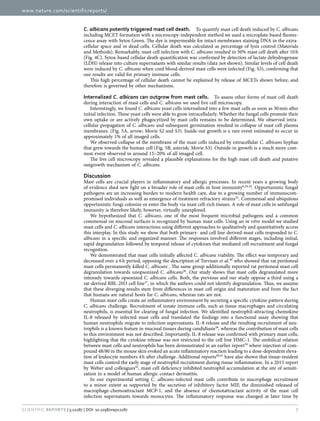 www.nature.com/scientificreports/
7Scientific Reports | 5:12287 | DOI: 10.1038/srep12287
C. albicans potently triggered mast cell death.  To quantify mast cell death induced by C. albicans
including MCET formation with a microscopy-independent method we used a microplate-based fluores-
cence assay with Sytox Green. The dye is impermeable for intact membranes staining DNA in the extra-
cellular space and in dead cells. Cellular death was calculated as percentage of lysis control (Materials
and Methods). Remarkably, mast cell infection with C. albicans resulted in 50% mast cell death after 10 h
(Fig. 4C). Sytox-based cellular death quantification was confirmed by detection of lactate dehydrogenase
(LDH) release into culture supernatants with similar results (data not shown). Similar levels of cell death
were induced by C. albicans when cord blood-derived mast cells were infected (Fig. S3), confirming that
our results are valid for primary immune cells.
This high percentage of cellular death cannot be explained by release of MCETs shown before, and
therefore is governed by other mechanisms.
Internalized C. albicans can outgrow from mast cells.  To assess other forms of mast cell death
during interaction of mast cells and C. albicans we used live cell microscopy.
Interestingly, we found C. albicans yeast cells internalized into a few mast cells as soon as 30 min after
initial infection. These yeast cells were able to grow intracellularly. Whether the fungal cells promote their
own uptake or are actively phagocytized by mast cells remains to be determined. We observed intra-
cellular propagation of C. albicans and subsequent germination resulted in collapse of mast cell plasma
membranes. (Fig. 5A, arrow; Movie S2 and S3). Inside-out growth is a rare event estimated to occur in
approximately 1% of all imaged cells.
We observed collapse of the membrane of the mast cells induced by extracellular C. albicans hyphae
that grew towards the human cell (Fig. 5B, asterisk; Movie S3). Outside-in growth is a much more com-
mon event observed in around 15–20% of all imaged cell.
The live cell microscopy revealed a plausible explanations for the high mast cell death and putative
outgrowth mechanism of C. albicans.
Discussion
Mast cells are crucial players in inflammatory and allergic processes. In recent years a growing body
of evidence shed new light on a broader role of mast cells in host immunity6,24,34
. Opportunistic fungal
pathogens are an increasing burden to modern health care, due to a growing number of immunocom-
promised individuals as well as emergence of treatment-refractory strains35
. Commensal and ubiquitous
opportunistic fungi colonize or enter the body via mast cell-rich tissues. A role of mast cells in antifungal
immunity is therefore likely, however, virtually unexplored.
We hypothesized that C. albicans, one of the most frequent microbial pathogens and a common
commensal on mucosal surfaces is recognized by human mast cells. Using an in vitro model we studied
mast cells and C. albicans interactions using different approaches to qualitatively and quantitatively access
this interplay. In this study we show that both primary- and cell line derived-mast cells responded to C.
albicans in a specific and organized manner. The responses involved different stages, including initial,
rapid degranulation followed by temporal release of cytokines that mediated cell recruitment and fungal
recognition.
We demonstrated that mast cells initially affected C. albicans viability. The effect was temporary and
decreased over a 6 h period, opposing the description of Trevisan et al.36
who showed that rat peritoneal
mast cells permanently killed C. albicans . The same group additionally reported rat peritoneal mast cell
degranulation towards unopsonized C. albicans36
. Our study shows that mast cells degranulated more
intensely towards opsonized C. albicans cells. Both, the previous and our study oppose a third using a
rat-derived RBL-2H3 cell line37
, in which the authors could not identify degranulation. Thus, we assume
that these diverging results stem from differences in mast cell origin and maturation and from the fact
that humans are natural hosts for C. albicans, whereas rats are not.
Human mast cells create an inflammatory environment by secreting a specific cytokine pattern during
C. albicans challenge. Recruitment of innate immune cells, such as tissue macrophages and circulating
neutrophils, is essential for clearing of fungal infection. We identified neutrophil-attracting chemokine
IL-8 released by infected mast cells and translated the findings into a functional assay showing that
human neutrophils migrate to infection supernatants. IL-8 release and the resulting recruitment of neu-
trophils is a known feature in mucosal tissues during candidiasis38
, whereas the contribution of mast cells
to this environment was not described. Importantly, IL-8 release was confirmed with primary mast cells,
highlighting that the cytokine release was not restricted to the cell line HMC-1. The umbilical relation
between mast cells and neutrophils has been demonstrated in an earlier report39
where injection of com-
pound 48/80 in the mouse skin evoked an acute inflammatory reaction leading to a dose-dependent eleva-
tion of leukocyte numbers 4 h after challenge. Additional reports40,41
have also shown that tissue-resident
mast cells control the early stage of neutrophil recruitment during tissue inflammation. In a 2015 report
by Weber and colleagues42
, mast cell deficiency inhibited neutrophil accumulation at the site of sensiti-
zation in a model of human allergic contact dermatitis.
In our experimental setting C. albicans-infected mast cells contribute to macrophage recruitment
to a minor extent as supported by the secretion of inhibitory factor MIF, the diminished released of
macrophage-chemoattractant MCP-1, and the absence of chemotattractant activity of the mast cell
infection supernatants towards monocytes. The inflammatory response was changed at later time by
 