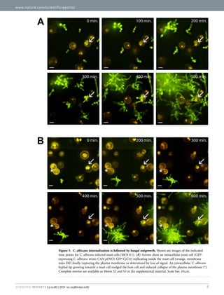 www.nature.com/scientificreports/
8Scientific Reports | 5:12287 | DOI: 10.1038/srep12287
Figure 5.  C. albicans internalization is followed by fungal outgrowth. Shown are images of the indicated
time points for C. albicans infected mast cells (MOI 0.1). (A) Arrows show an intracellular yeast cell (GFP-
expressing C. albicans strain CAI4 pENO1-GFP-CyC1t) replicating inside the mast cell (orange, membrane
stain DiI) finally rupturing the plasma membrane as determined by loss of signal. An extracellular C. albicans
hyphal tip growing towards a mast cell nudged the host cell and induced collapse of the plasma membrane (*).
Complete movies are available as Movie S2 and S3 in the supplemental material. Scale bar, 10 μ m.
 
