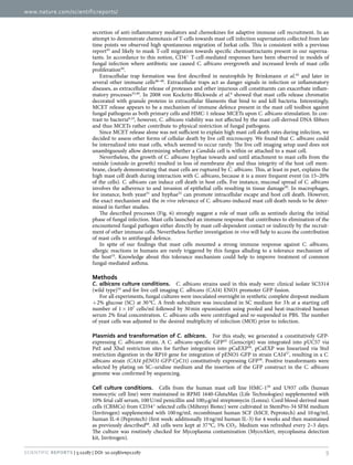 www.nature.com/scientificreports/
9Scientific Reports | 5:12287 | DOI: 10.1038/srep12287
secretion of anti-inflammatory mediators and chemokines for adaptive immune cell recruitment. In an
attempt to demonstrate chemotaxis of T-cells towards mast cell infection supernatants collected from late
time points we observed high spontaneous migration of Jurkat cells. This is consistent with a previous
report43
and likely to mask T-cell migration towards specific chemoattractants present in our superna-
tants. In accordance to this notion, CD4+
T-cell-mediated responses have been observed in models of
fungal infection where antibiotic use caused C. albicans overgrowth and increased levels of mast cells
proliferation44
.
Extracellular trap formation was first described in neutrophils by Brinkmann et al.45
and later in
several other immune cells46–48
. Extracellular traps act as danger signals in infection or inflammatory
diseases, as extracellular release of proteases and other injurious cell constituents can exacerbate inflam-
matory processes33,49
. In 2008 von Kockritz-Blickwede et al.6
showed that mast cells release chromatin
decorated with granule proteins in extracellular filaments that bind to and kill bacteria. Interestingly,
MCET release appears to be a mechanism of immune defence present in the mast cell toolbox against
fungal pathogens as both primary cells and HMC-1 release MCETs upon C. albicans stimulation. In con-
trast to bacteria6,14
, however, C. albicans viability was not affected by the mast cell-derived DNA fibbers
and thus MCETs rather contribute to physical restriction of fungal pathogens.
Since MCET release alone was not sufficient to explain high mast cell death rates during infection, we
decided to assess other forms of cellular death by live cell microscopy. We found that C. albicans could
be internalized into mast cells, which seemed to occur rarely. The live cell imaging setup used does not
unambiguously allow determining whether a Candida cell is within or attached to a mast cell.
Nevertheless, the growth of C. albicans hyphae towards and until attachment to mast cells from the
outside (outside-in growth) resulted in loss of membrane dye and thus integrity of the host cell mem-
brane, clearly demonstrating that mast cells are ruptured by C. albicans. This, at least in part, explains the
high mast cell death during interaction with C. albicans, because it is a more frequent event (in 15–20%
of the cells). C. albicans can induce cell death in host cells. For instance, mucosal spread of C. albicans
involves the adherence to and invasion of epithelial cells resulting in tissue damage50
. In macrophages,
for instance, both yeast51
and hyphae52
can promote intracellular escape and host cell death. However,
the exact mechanism and the in vivo relevance of C. albicans-induced mast cell death needs to be deter-
mined in further studies.
The described processes (Fig. 6) strongly suggest a role of mast cells as sentinels during the initial
phase of fungal infection. Mast cells launched an immune response that contributes to elimination of the
encountered fungal pathogen either directly by mast cell-dependent contact or indirectly by the recruit-
ment of other immune cells. Nevertheless further investigation in vivo will help to access the contribution
of mast cells to antifungal defence.
In spite of our findings that mast cells mounted a strong immune response against C. albicans,
allergic reactions in humans are rarely triggered by this fungus alluding to a tolerance mechanism of
the host53
. Knowledge about this tolerance mechanism could help to improve treatment of common
fungal-mediated asthma.
Methods
C. albicans culture conditions.  C. albicans strains used in this study were: clinical isolate SC5314
(wild type)54
and for live cell imaging C. albicans (CAI4) ENO1 promoter GFP fusion.
For all experiments, fungal cultures were inoculated overnight in synthetic complete dropout medium
+ 2% glucose (SC) at 30 °C. A fresh subculture was inoculated in SC medium for 3 h at a starting cell
number of 1 ×  107
cells/ml followed by 30 min opsonisation using pooled and heat-inactivated human
serum 2% final concentration. C. albicans cells were centrifuged and re-suspended in PBS. The number
of yeast cells was adjusted to the desired multiplicity of infection (MOI) prior to infection.
Plasmids and transformation of C. albicans.  For this study, we generated a constitutively GFP-
expressing C. albicans strain. A C. albicans-specific GFP55
(Genscript) was integrated into pUC57 via
PstI and XbaI restriction sites for further integration into pCaEXP56
. pCaEXP was linearized via StuI
restriction digestion in the RP10 gene for integration of pENO1-GFP in strain CAI457
, resulting in a C.
albicans strain (CAI4 pENO1-GFP-CyC1t) constitutively expressing GFP58
. Positive transformants were
selected by plating on SC–uridine medium and the insertion of the GFP construct in the C. albicans
genome was confirmed by sequencing.
Cell culture conditions.  Cells from the human mast cell line HMC-159
and U937 cells (human
monocytic cell line) were maintained in RPMI 1640-GlutaMax (Life Technologies) supplemented with
10% fetal calf serum, 100 U/ml penicillin and 100 μ g/ml streptomycin (Lonza). Cord blood-derived mast
cells (CBMCs) from CD34+
selected cells (Miltenyi Biotec) were cultivated in StemPro-34 SFM medium
(Invitrogen) supplemented with 100 ng/mL recombinant human SCF (hSCF, Peprotech) and 10 ng/mL
human IL-6 (Peprotech) (first week: additionally 10 ng/ml human IL-3) for 4 weeks and then maintained
as previously described60
. All cells were kept at 37 °C, 5% CO2. Medium was refreshed every 2–3 days.
The culture was routinely checked for Mycoplasma contamination (MycoAlert, mycoplasma detection
kit, Invitrogen).
 