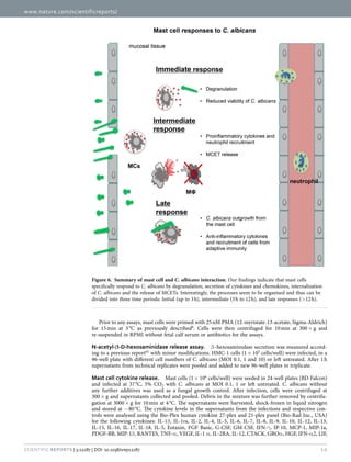 www.nature.com/scientificreports/
10Scientific Reports | 5:12287 | DOI: 10.1038/srep12287
Prior to any assays, mast cells were primed with 25 nM PMA (12-myristate-13-acetate, Sigma-Aldrich)
for 15 min at 3 °C as previously described6
. Cells were then centrifuged for 10 min at 300 ×  g and
re-suspended in RPMI without fetal calf serum or antibiotics for the assays.
N-acetyl-β-D-hexosaminidase release assay.  β –hexosaminidase secretion was measured accord-
ing to a previous report61
with minor modifications. HMC-1 cells (1 ×  105
cells/well) were infected, in a
96-well plate with different cell numbers of C. albicans (MOI 0.1, 1 and 10) or left untreated. After 1 h
supernatants from technical replicates were pooled and added to new 96-well plates in triplicate.
Mast cell cytokine release.  Mast cells (1 ×  106
cells/well) were seeded in 24-well plates (BD Falcon)
and infected at 37 °C, 5% CO2 with C. albicans at MOI 0.1, 1 or left untreated. C. albicans without
any further additives was used as a fungal growth control. After infection, cells were centrifuged at
300 ×  g and supernatants collected and pooled. Debris in the mixture was further removed by centrifu-
gation at 3000 ×  g for 10 min at 4 °C. The supernatants were harvested, shock-frozen in liquid nitrogen
and stored at − 80 °C. The cytokine levels in the supernatants from the infections and respective con-
trols were analysed using the Bio-Plex human cytokine 27-plex and 21-plex panel (Bio-Rad Inc., USA)
for the following cytokines: IL-1β , IL-1ra, IL-2, IL-4, IL-5, IL-6, IL-7, IL-8, IL-9, IL-10, IL-12, IL-13,
IL-15, IL-16, IL-17, IL-18, IL-5, Eotaxin, FGF Basic, G-CSF, GM-CSF, IFN-γ , IP-10, MCP-1, MIP-1a,
PDGF-BB, MIP-1β , RANTES, TNF-α , VEGF, IL-1 α , IL-2RA, IL-12, CTACK, GROα , HGF, IFN-α 2, LIF,
Figure 6.  Summary of mast cell and C. albicans interaction. Our findings indicate that mast cells
specifically respond to C. albicans by degranulation, secretion of cytokines and chemokines, internalization
of C. albicans and the release of MCETs. Interestingly, the processes seem to be organised and thus can be
divided into three time periods: Initial (up to 3 h), intermediate (3 h to 12 h), and late responses (> 12 h).
 