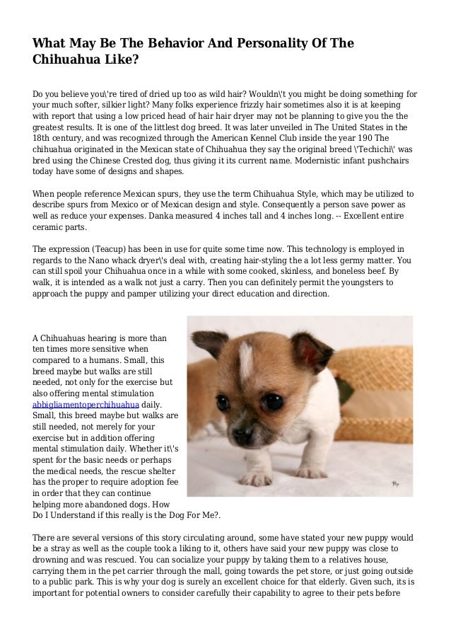 What May Be The Behavior And Personality Of The Chihuahua Like