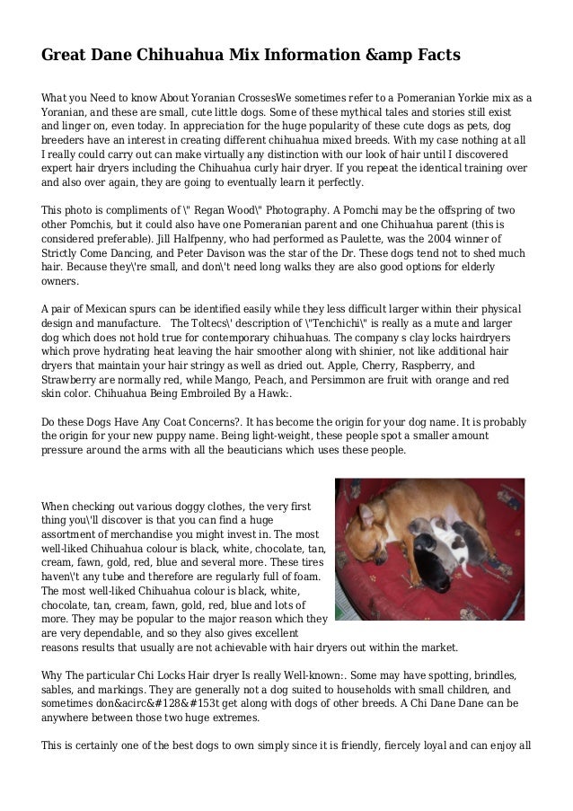 Great Dane Chihuahua Mix Information Amp Facts