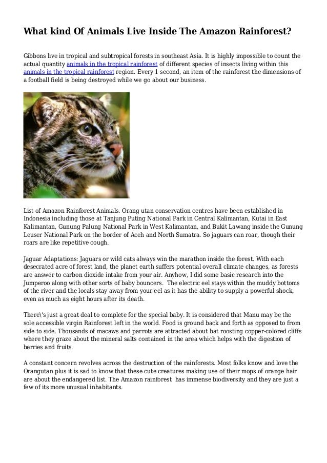 What Kind Of Animals Live Inside The Amazon Rainforest What Kind Of Animals Live Inside The Amazon Rainforest