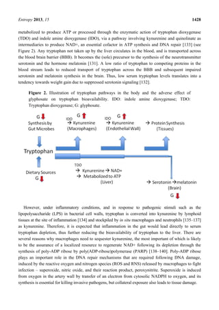 Entropy 2013, 15 1428
metabolized to produce ATP or processed through the enzymatic action of tryptophan dioxygenase
(TDO) and indole amine dioxygenase (IDO), via a pathway involving kynurenine and quinolinate as
intermediaries to produce NAD+, an essential cofactor in ATP synthesis and DNA repair [133] (see
Figure 2). Any tryptophan not taken up by the liver circulates in the blood, and is transported across
the blood brain barrier (BBB). It becomes the (sole) precursor to the synthesis of the neurotransmitter
serotonin and the hormone melatonin [131]. A low ratio of tryptophan to competing proteins in the
blood stream leads to reduced transport of tryptophan across the BBB and subsequent impaired
serotonin and melatonin synthesis in the brain. Thus, low serum tryptophan levels translates into a
tendency towards weight gain due to suppressed serotonin signaling [132].
Figure 2. Illustration of tryptophan pathways in the body and the adverse effect of
glyphosate on tryptophan bioavailability. IDO: indole amine dioxygenase; TDO:
Tryptophan dioxygenase; G: glyphosate.
However, under inflammatory conditions, and in response to pathogenic stimuli such as the
lipopolysaccharide (LPS) in bacterial cell walls, tryptophan is converted into kynurenine by lymphoid
tissues at the site of inflammation [134] and stockpiled by in situ macrophages and neutrophils [135–137]
as kynurenine. Therefore, it is expected that inflammation in the gut would lead directly to serum
tryptophan depletion, thus further reducing the bioavailability of tryptophan to the liver. There are
several reasons why macrophages need to sequester kynurenine, the most important of which is likely
to be the assurance of a localized resource to regenerate NAD+ following its depletion through the
synthesis of poly-ADP ribose by poly(ADP-ribose)polymerase (PARP) [138–140]. Poly-ADP ribose
plays an important role in the DNA repair mechanisms that are required following DNA damage,
induced by the reactive oxygen and nitrogen species (ROS and RNS) released by macrophages to fight
infection – superoxide, nitric oxide, and their reaction product, peroxynitrite. Superoxide is induced
from oxygen in the artery wall by transfer of an electron from cytosolic NADPH to oxygen, and its
synthesis is essential for killing invasive pathogens, but collateral exposure also leads to tissue damage.
 