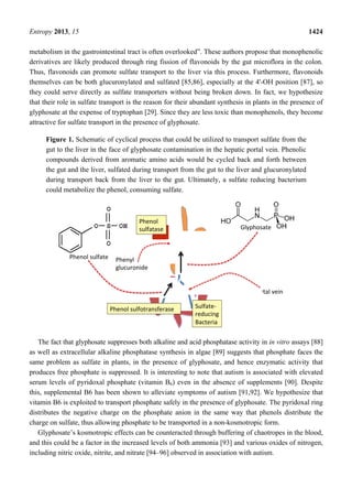 Entropy 2013, 15 1424
metabolism in the gastrointestinal tract is often overlooked”. These authors propose that monophenolic
derivatives are likely produced through ring fission of flavonoids by the gut microflora in the colon.
Thus, flavonoids can promote sulfate transport to the liver via this process. Furthermore, flavonoids
themselves can be both glucuronylated and sulfated [85,86], especially at the 4'-OH position [87], so
they could serve directly as sulfate transporters without being broken down. In fact, we hypothesize
that their role in sulfate transport is the reason for their abundant synthesis in plants in the presence of
glyphosate at the expense of tryptophan [29]. Since they are less toxic than monophenols, they become
attractive for sulfate transport in the presence of glyphosate.
Figure 1. Schematic of cyclical process that could be utilized to transport sulfate from the
gut to the liver in the face of glyphosate contamination in the hepatic portal vein. Phenolic
compounds derived from aromatic amino acids would be cycled back and forth between
the gut and the liver, sulfated during transport from the gut to the liver and glucuronylated
during transport back from the liver to the gut. Ultimately, a sulfate reducing bacterium
could metabolize the phenol, consuming sulfate.
The fact that glyphosate suppresses both alkaline and acid phosphatase activity in in vitro assays [88]
as well as extracellular alkaline phosphatase synthesis in algae [89] suggests that phosphate faces the
same problem as sulfate in plants, in the presence of glyphosate, and hence enzymatic activity that
produces free phosphate is suppressed. It is interesting to note that autism is associated with elevated
serum levels of pyridoxal phosphate (vitamin B6) even in the absence of supplements [90]. Despite
this, supplemental B6 has been shown to alleviate symptoms of autism [91,92]. We hypothesize that
vitamin B6 is exploited to transport phosphate safely in the presence of glyphosate. The pyridoxal ring
distributes the negative charge on the phosphate anion in the same way that phenols distribute the
charge on sulfate, thus allowing phosphate to be transported in a non-kosmotropic form.
Glyphosate’s kosmotropic effects can be counteracted through buffering of chaotropes in the blood,
and this could be a factor in the increased levels of both ammonia [93] and various oxides of nitrogen,
including nitric oxide, nitrite, and nitrate [94–96] observed in association with autism.
Phenol
sulfatase
Sulfate‐
reducing
Bacteria
Glyphosate
Phenol sulfate Phenyl
glucuronide
Hepa c portal vein
Phenol sulfotransferase
 