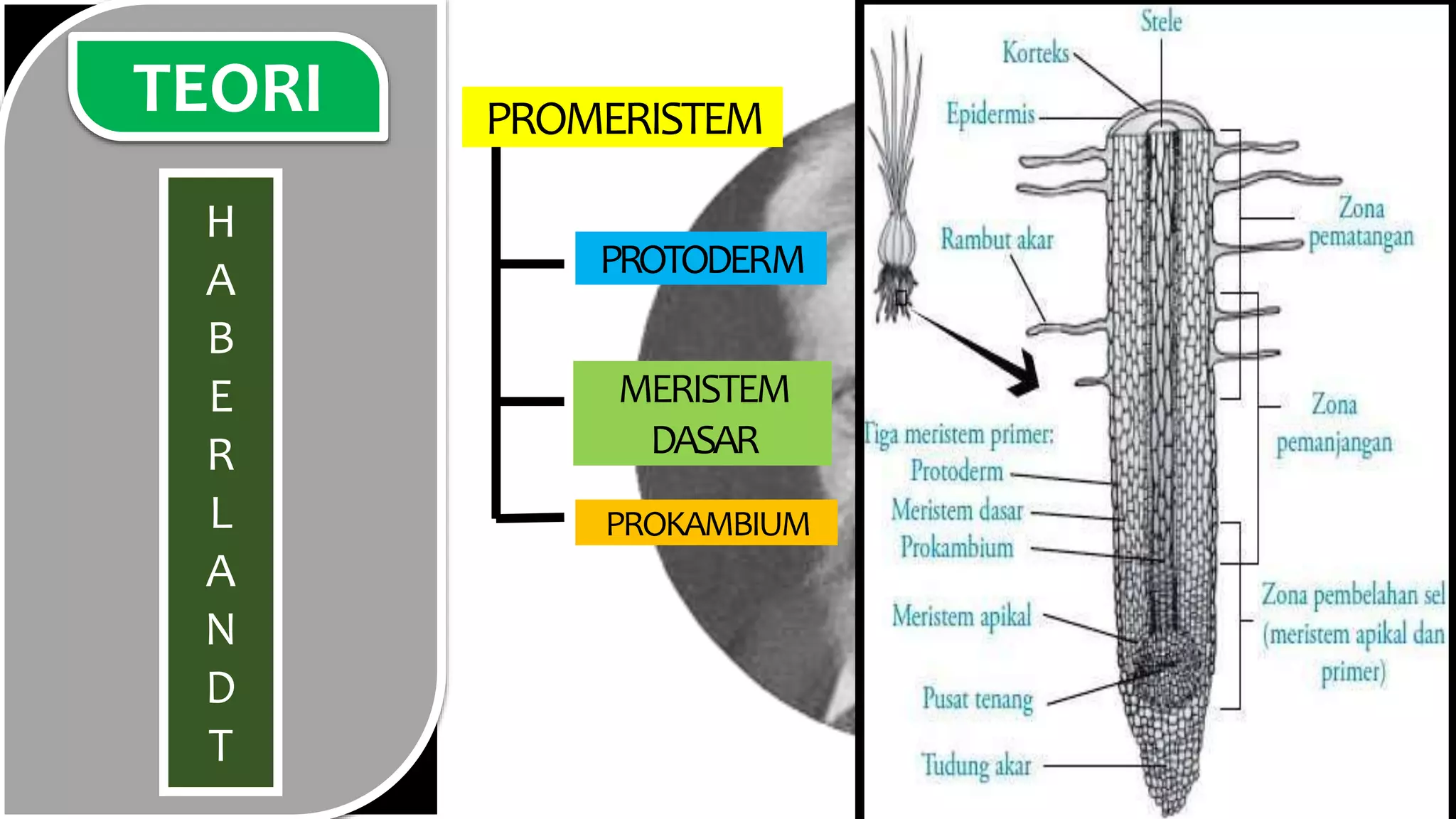 Struktur dan Fungsi Sel Penyusun Jaringan Tumbuhan | PPTX