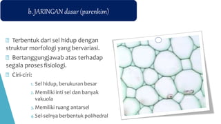 b. JARINGAN dasar (parenkim)
Terbentuk dari sel hidup dengan
struktur morfologi yang bervariasi.
Bertanggungjawab atas terhadap
segala proses fisiologi.
Ciri-ciri:
1. Sel hidup, berukuran besar
2. Memiliki inti sel dan banyak
vakuola
3. Memiliki ruang antarsel
4. Sel-selnya berbentuk polihedral
 