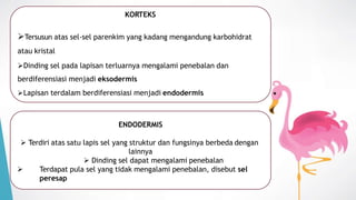 KORTEKS
Tersusun atas sel-sel parenkim yang kadang mengandung karbohidrat
atau kristal
Dinding sel pada lapisan terluarnya mengalami penebalan dan
berdiferensiasi menjadi eksodermis
Lapisan terdalam berdiferensiasi menjadi endodermis
ENDODERMIS
 Terdiri atas satu lapis sel yang struktur dan fungsinya berbeda dengan
lainnya
 Dinding sel dapat mengalami penebalan
 Terdapat pula sel yang tidak mengalami penebalan, disebut sel
peresap
 