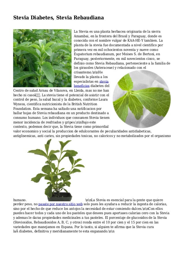Stevia Diabetes, Stevia Rebaudiana