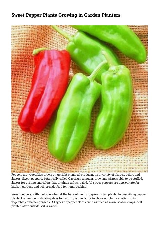 Sweet Pepper Plants Growing in Garden Planters
