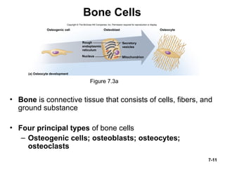 Anatomy and physiology chapter 7 lecture outline | PPT