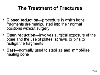 Anatomy and physiology chapter 7 lecture outline | PPT