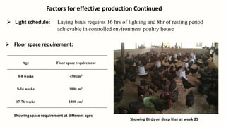 Factors for effective production Continued
 Light schedule: Laying birds requires 16 hrs of lighting and 8hr of resting period
achievable in controlled environment poultry house
 Floor space requirement:
Age Floor space requirement
0-8 weeks 450 cm2
9-16 weeks 900c m2
17-76 weeks 1800 cm2
Showing space requirement at different ages
Showing Birds on deep liter at week 25
 