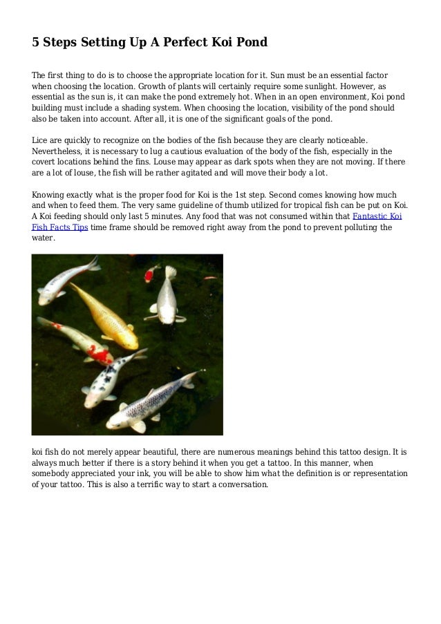 5 Steps Setting Up A Perfect Koi Pond