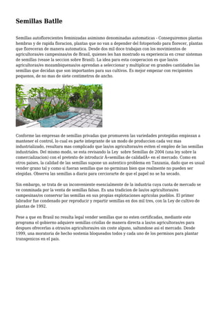 Semillas Batlle
Semillas autoflorecientes feminizadas asimismo denominadas automaticas - Conseguiremos plantas
hembras y de rapida floracion, plantas que no van a depender del fotoperiodo para florecer, plantas
que floreceran de manera automatica. Desde dos mil doce trabajan con los movimientos de
agricultoras/es campesinas/os de Brasil, quienes les han mostrado su experiencia en crear sistemas
de semillas (vease la seccion sobre Brasil). La idea para esta cooperacion es que las/os
agricultoras/es mozambiquenas/os aprendan a seleccionar y multiplicar en grandes cantidades las
semillas que decidan que son importantes para sus cultivos. Es mejor empezar con recipientes
pequenos, de no mas de siete centimetros de ancho.
Conforme las empresas de semillas privadas que promueven las variedades protegidas empiezan a
mantener el control, lo cual es parte integrante de un modo de produccion cada vez mas
industrializado, resultara mas complicado que las/os agricultoras/es eviten el empleo de las semillas
industriales. Del mismo modo, se esta revisando la Ley sobre Semillas de 2004 (una ley sobre la
comercializacion) con el pretexto de introducir Â«semillas de calidadÂ» en el mercado. Como en
otros paises, la calidad de las semillas supone un autentico problema en Tanzania, dado que es usual
vender grano tal y como si fueran semillas que no germinan bien que realmente no pueden ser
elegidas. Observa las semillas a diario para cerciorarte de que el papel no se ha secado.
Sin embargo, se trata de un inconveniente esencialmente de la industria cuya cuota de mercado se
ve conminada por la venta de semillas falsas. Es una tradicion de las/os agricultoras/es
campesinas/os conservar las semillas en sus propias explotaciones agricolas pueblos. El primer
labrador fue condenado por reproducir y repartir semillas en dos mil tres, con la Ley de cultivo de
plantas de 1992.
Pese a que en Brasil no resulta legal vender semillas que no esten certificadas, mediante este
programa el gobierno adquiere semillas criollas de manera directa a las/os agricultoras/es para
despues ofrecerlas a otras/os agricultoras/es sin coste alguno, saltandose asi el mercado. Desde
1999, una moratoria de hecho sostenia bloqueados todos y cada uno de los permisos para plantar
transgenicos en el pais.
 