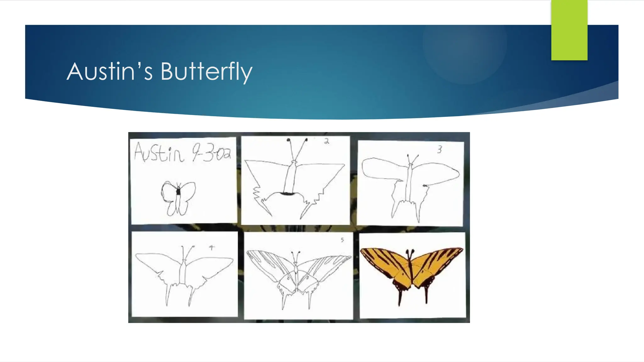 Austin’s Butterfly
 