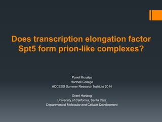 Does transcription elongation factor
Spt5 form prion-like complexes?
Pavel Morales
Hartnell College
ACCESS Summer Research Institute 2014
Grant Hartzog
University of California, Santa Cruz
Department of Molecular and Cellular Development
 