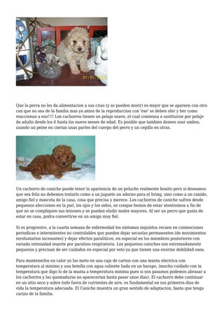 Que la perra no les da alimentacion a sus crias (y se pueden morir) es mejor que se apareen con otro
can que no sea de la familia mas ya antes de la reproduccion con 'ese' se deben oler y ber como
reaccionan a eso!!!! Los cachorros tienen un pelaje suave, el cual comienza a sustituirse por pelaje
de adulto desde los 6 hasta los nueve meses de edad. Es posible que tambien desees usar ambos,
usando un peine en ciertas unas partes del cuerpo del perro y un cepillo en otras.
Un cachorro de caniche puede tener la apariencia de un peluche realmente bonito pero si deseamos
que sea feliz no debemos tratarlo como a un juguete un adorno para el living, sino como a un canido,
amigo fiel y mascota de la casa, cosa que precisa y merece. Los cachorros de caniche sufren desde
pequenos afecciones en la piel, los ojos y los oidos, es conque hemos de estar atentisimos a fin de
que no se compliquen sus lesiones y se puedan eludir males mayores. Al ser un perro que gusta de
estar en casa, podra convertirse en un amigo muy fiel.
Si es progresivo, a la cuarta semana de enfermedad los sintomas inquietos recaen en conmociones
periodicas e intermitentes no controlables que pueden dejar secuelas permanentes (de movimientos
involuntarios incesantes) y dejar efectos paraliticos, en especial en los miembros posteriores con
variada intensidad muerte por paralisis respiratoria. Los pequenos caniches son extremadamente
pequenos y precisan de ser cuidados en especial por esto ya que tienen una enorme debilidad osea.
Para mantenerlos en calor yo los meto en una caja de carton con una manta electrica con
temperatura al minimo y una botella con agua caliente liada en un harapo, (mucho cuidado con la
temperatura que digo lo de la manta a temperatura minima pues si nos pasamos podemos abrasar a
los cachorros y las quemaduras no aparecerian hasta pasar unos dias). El cachorro debe continuar
en un sitio seco y sobre todo fuera de corrientes de aire, es fundamental en sus primeros dias de
vida la temperatura adecuada. El Caniche muestra un gran sentido de adaptacion, basta que tenga
carino de la familia.
 