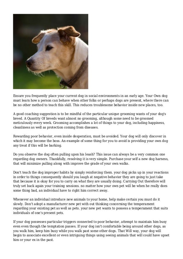 Training Your Dog How To Incorporate Behavior Modification Techniqu…