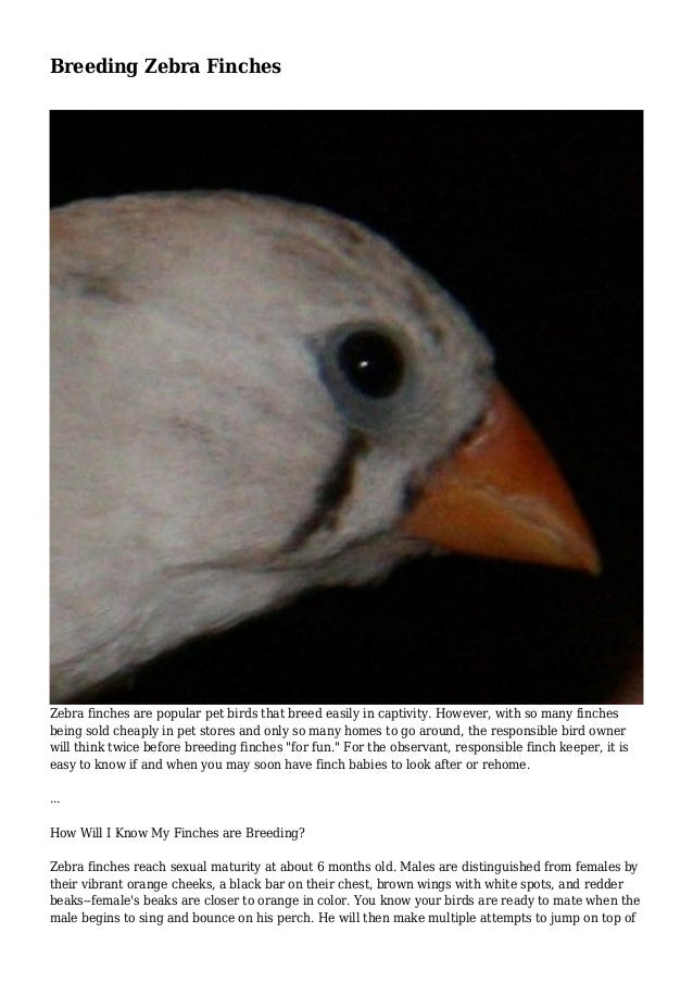 Breeding Zebra Finches