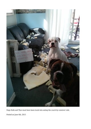 Dogs Hulk and Thor must have been lured into eating the couch by conniver Loki.
Posted on June 4th, 2015
 