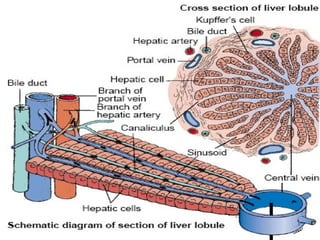 Assessment and Management of Hepatic disorders | PPT