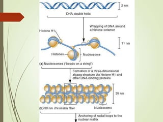 Chromosome structure.ppt
