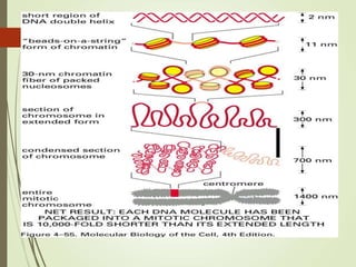 Chromosome structure.ppt