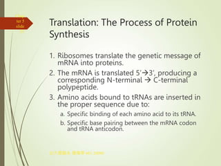 Translation Base Images Gene Regulation Translation Russell.ppt
