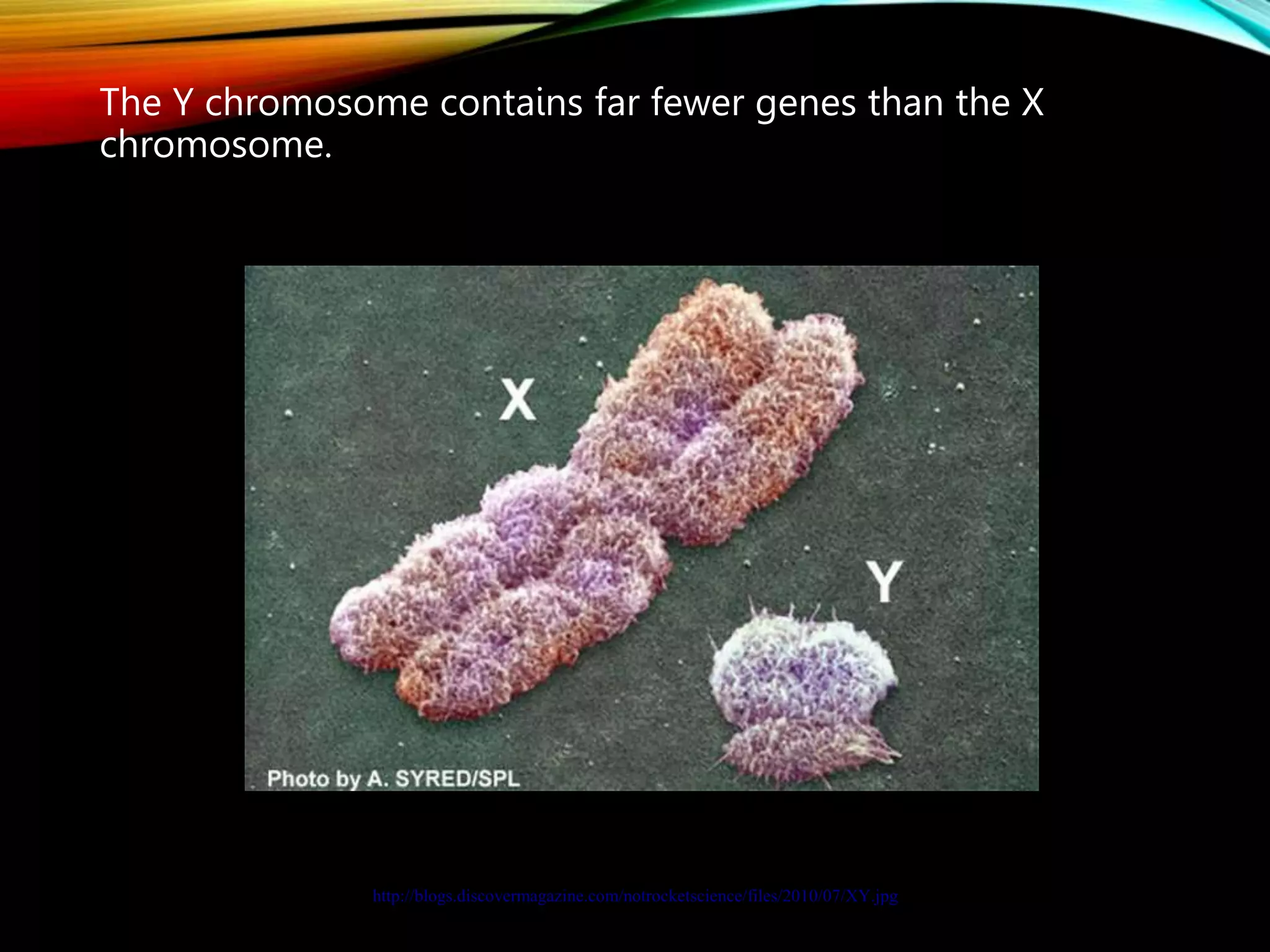 The Y chromosome contains far fewer genes than the X
chromosome.
http://blogs.discovermagazine.com/notrocketscience/files/2010/07/XY.jpg
 