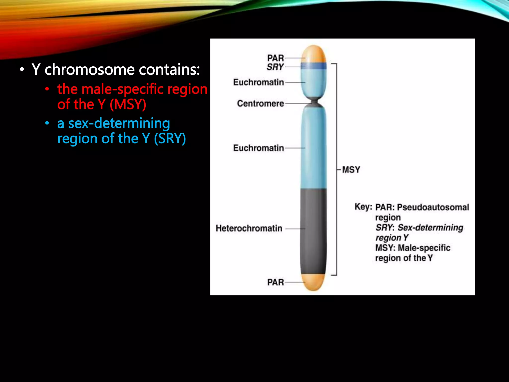 • Y chromosome contains:
• the male-specific region
of the Y (MSY)
• a sex-determining
region of the Y (SRY)
 