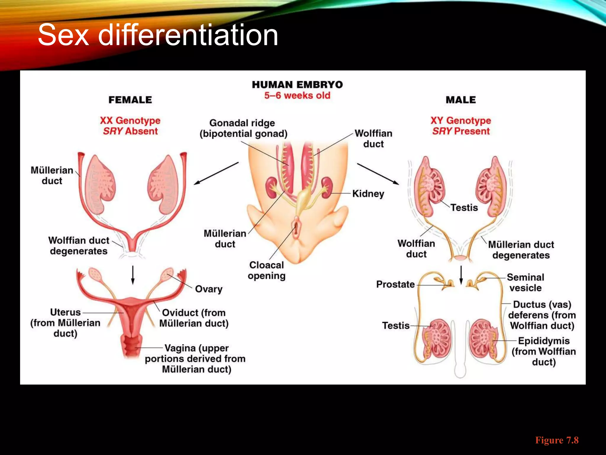 Figure 7.8
Sex differentiation
 